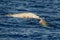 Rare Cuvier Goose Beaked whale dolphin Ziphius cavirostris