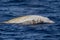 Rare Cuvier Goose Beaked whale dolphin Ziphius cavirostris