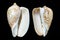 Rare Cymbiola nobilis marine seashell