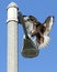 Rare Dark Morph Red Tail Hawk landing on lamp post