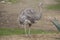 Rare Darwin\'s rhea, Rhea pennata