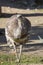 Rare Darwin\'s rhea, Rhea pennata