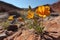 rare desert flowers thriving in harsh terrain