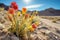 rare desert flowers thriving in harsh terrain