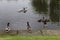 A rare and different shot of mallard ducks jumping and leaping into the Leeds and Liverpool canal