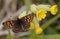 A rare Duke of Burgundy Butterfly Hamearis lucina perched on a cowslip flower.