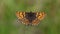 A rare Duke of Burgundy Butterfly, Hamearis lucina, perching on a plant with its wings open.