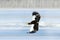 Rare eagle with snowy lake with ice. Steller`s sea eagle, Haliaeetus pelagicus, flying bird of prey, with forest in background,