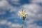 Rare edelweiss flower against the background of blue sky, natural outdoor botanical background