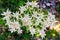 Rare Edelweiss flowers growing in the highlands