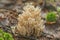 Rare edible coral fungus Artomyces pyxidatus in a mixed forest in summer, close-up. Soft focus. The background is blurred