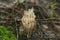 Rare edible coral fungus Artomyces pyxidatus in a mixed forest in summer, close-up. Soft focus. The background is blurred