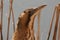 A rare and elusive Bittern Botaurus stellaris hunting in the reed bed.