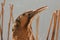 A rare and elusive Bittern Botaurus stellaris just after it has finished eating a fish that it had caught.