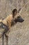 Rare endangered African Wild Dog painted wolf profile closeup