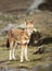 Rare and endangered Ethiopian wolf