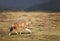 Rare and endangered Ethiopian wolf crossing Bale mountains, Ethiopia