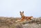 Rare and endangered Ethiopian wolf lying in Bale mountains, Ethiopia