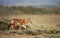 Rare and endangered Ethiopian wolf walking in Bale mountains, Ethiopia