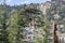 Rare and endangered Lebanese Cedar tree forest at Tahtali mountain in Turkey