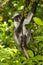 Rare endangered red colobus monkey Piliocolobus kirkii in Jozani rainforest