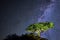 Rare endemic dragon tree on the background of the Milky Way