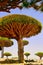 Rare endemic dragon trees