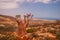 A rare endemic plant is a bottle tree with delicate pink flowers