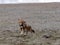 Rare Ethiopian wolf, Canis simensis, female welcomes male, Sanetti plateau, Bale National Park, Ethiopia