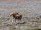 Rare Ethiopian wolf, Canis simensis, female welcomes male, Sanetti plateau, Bale National Park, Ethiopia