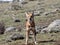 Rare Ethiopian wolf, Canis simensis, at loud howling, Sanetti plateau, Bale National Park, Ethiopia