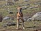 rare Ethiopian wolf, Canis simensis, at loud howling, Sanetti plateau, Bale National Park, Ethiopia