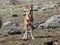 Rare Ethiopian wolf, Canis simensis, at loud howling, Sanetti plateau, Bale National Park, Ethiopia