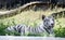 A rare extinct animal white tigress name "Diya" sitting on ground taking rest in a zoo near Chandigarh.