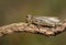 A rare female Large Marsh Grasshopper, Stethophyma grossum, resting on a twig.