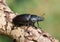 A rare female Stag Beetle, Lucanus cervus, walking over a dead log in woodland.