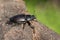 A rare female Stag Beetle, Lucanus cervus, walking over a dead log in woodland in the UK.