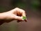 The rare find, a symbol of good luck - four-leaves clover Rhodope forest