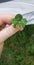 Rare Five leaf  clover found in georgia meadow
