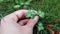 Rare five leafed leafed clover