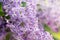 Rare five-petal flower on a branch of lilac, close-up