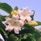 A rare flower,  Beaumontia grandifora (Easter Lily vine) flowers and buds, with large vibrant glossy leaves