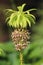 Rare flower Eucomis bicolor in blossom