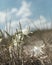 Rare flower Pancratium maritimum or sea daffodil growing on the sandy seashore on blue sky background