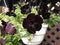 Rare flower variety black velvet petunia in white pot