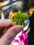 Rare four leaf clover in hand