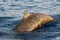 Rare Goose Beaked whale dolphin Ziphius cavirostris