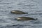 Rare Goose Beaked whale dolphin Ziphius cavirostris