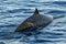 Rare Goose Beaked whale dolphin Ziphius cavirostris