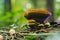 Rare granulated boletus growing in a pine forest